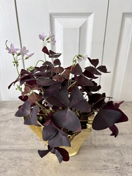 Oxalis "Shamrock" from Aladdin's Floral in Idaho Falls